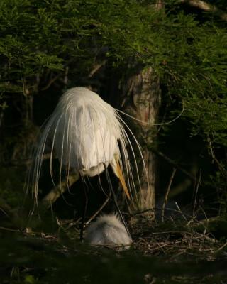 Egrets #246