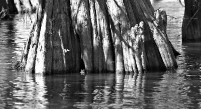 Cypress #2 B&W