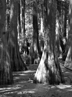 Cypress #065 B&W