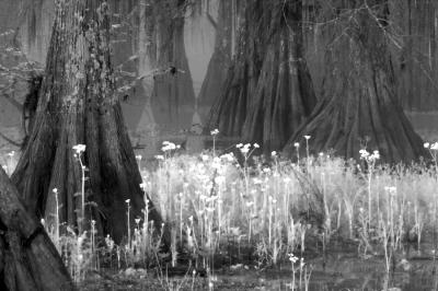 Infrared Swamp