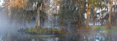 Cypress Fog Panorama #1