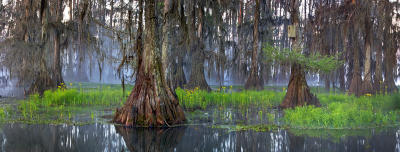 g3/07/640507/3/56269441.CypressFogPano2velvia.jpg