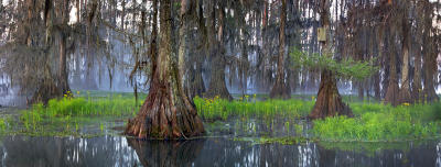 Cypress Fog Panorama #2