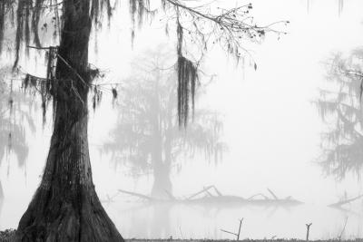 Cypress Fog #1