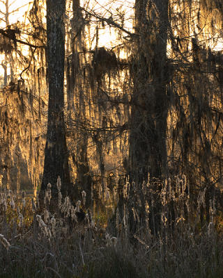 Flames of spanish moss