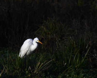 Egret in grass