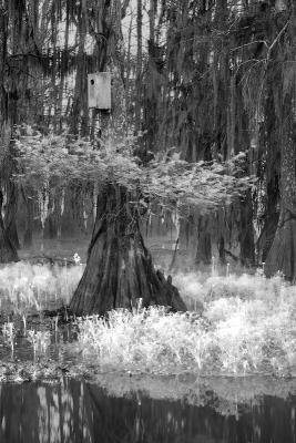 Cypress Fog  Infrared #1