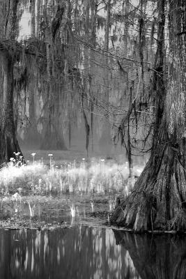 Cypress Fog  Infrared #2