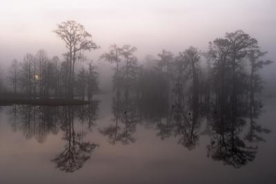Bald Cypress Fog #7