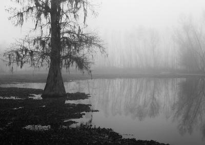 Martin Fog #8