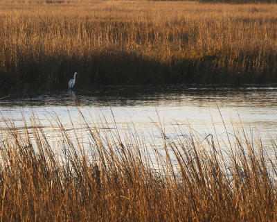 Egret in Grass #200