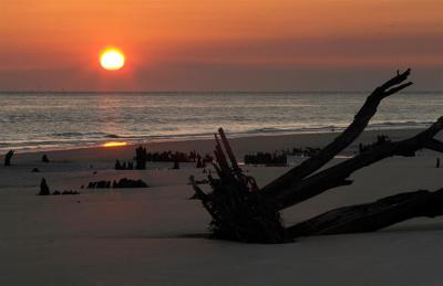 Jekyll Island Driftwood #154