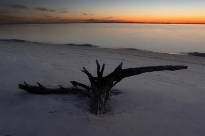 Jekyll Island Driftwood #101