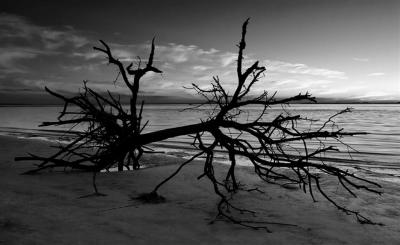 Jekyll Island Driftwood #082