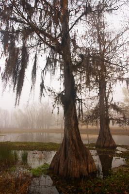 Lake Martin Fog #10