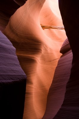 Antelope_20080427_062.jpg