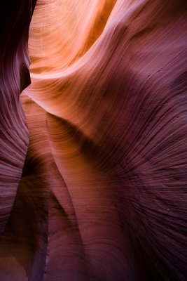 Antelope_20080427_148.jpg