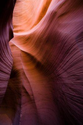 Antelope_20080427_148