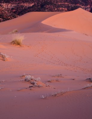 SandDunes_20080427_048