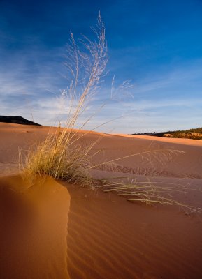 SandDunes_20080427_5307-2