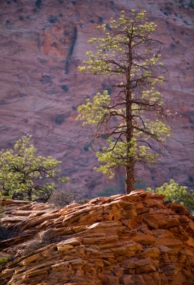 Zion_20080423_150