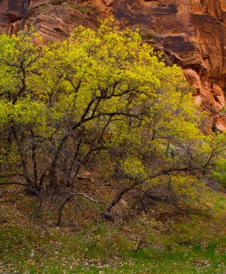 Zion_20080424_022-2