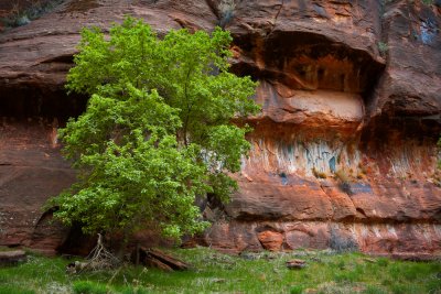 Zion_20080424_034-2