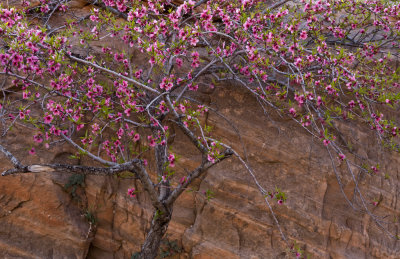 Zion_20080425_092
