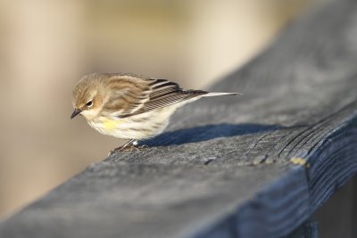 Yellow-Rumped Warbler (thanks to Pat Marklevitz for the correct ID)