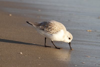 Sanderling