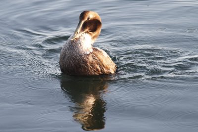Common Eider
