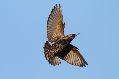 European Starling in flight