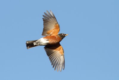 American Robin in flight
