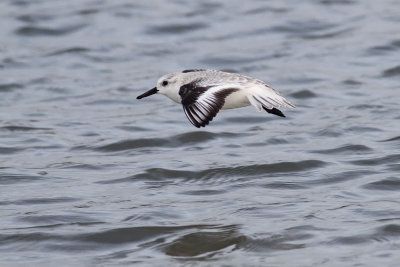 Sanderling in flight