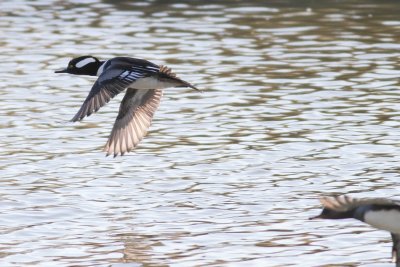 Hooded Merganser