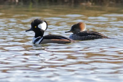 Hooded Merganser