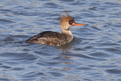 Red-Breasted Merganser