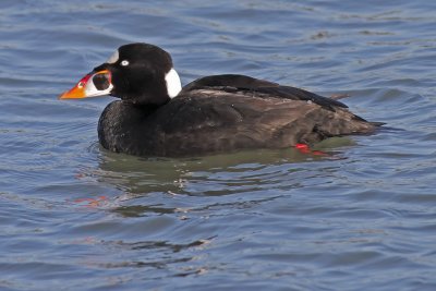Surf Scoter