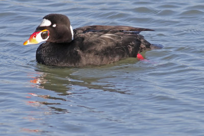Surf Scoter