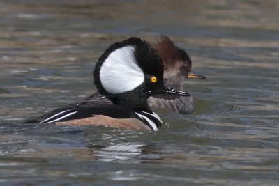 Hooded Merganser