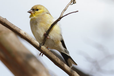 Gold Finch