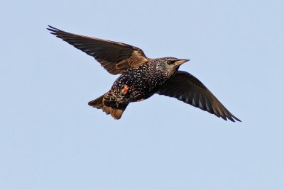 European Starling in flight
