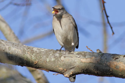 Northern Mockingbird