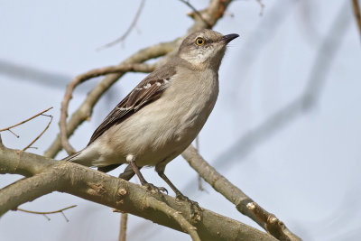 Northern Mockingbird
