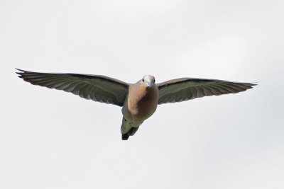 Morning Dove