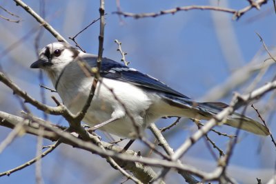 Blue Jay