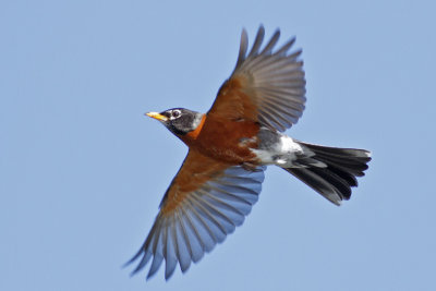 American Robin