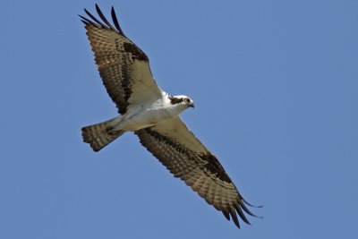 Osprey