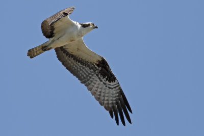 Osprey
