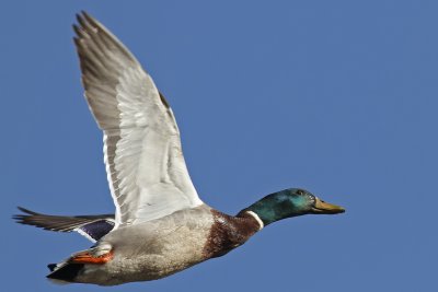 Mallard